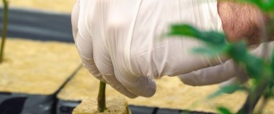 Steenwol is zeer geschikt als substraat om planten op te groeien omdat het inert, ziektevrij, vormvast en uniform is. Ook kan water zich snel door het materiaal heen verplaatsen en het water wordt deels vastgehouden. Deze eigenschappen dragen bij aan een goede water- en meststoffenvoorziening voor de plant. Bron: OpenRangeStock/Shutterstock.com  