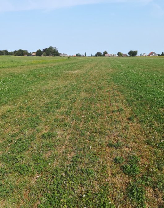 Afbeeldingen. Zichtbaar minder invloed van droogte op een grasklaverperceel van het K&K-bedrijf Koopman door infiltratie van oppervlaktewater met drainage. Door de relatief grote worteldiepte van witte klaver wordt extra van de waterlevering geprofiteerd. De veehouders geven als volgt aan: “De foto's zijn genomen op zandgrond, op dit gedeelte van het bedrijf is vroeger het veen afgegraven. De drains hebben een tussen afstand van 8 meter en een drooglegging van 80 cm tot 60 cm. We hebben 4 gaten geboord, de eerste boven de drain (drooglegging ca. 60cm), en dan iedere keer 1 meter verder van de drain af. Het grondwaterpeil in het boorgat is vanaf de drain gezien t.o.v. maaiveld: 65cm, 95cm, 100cm en in het midden tussen de drains 105cm”. De effecten hiervan op de gewasgroei zijn duidelijk te zien op de foto's. Afbeeldingen. Zichtbaar minder invloed van droogte op een grasklaverperceel van het K&K-bedrijf Koopman door infiltratie van oppervlaktewater met drainage. Door de relatief grote worteldiepte van witte klaver wordt extra van de waterlevering geprofiteerd. De veehouders geven als volgt aan: “De foto's zijn genomen op zandgrond, op dit gedeelte van het bedrijf is vroeger het veen afgegraven. De drains hebben een tussen afstand van 8 meter en een drooglegging van 80 cm tot 60 cm. We hebben 4 gaten geboord, de eerste boven de drain (drooglegging ca. 60cm), en dan iedere keer 1 meter verder van de drain af. Het grondwaterpeil in het boorgat is vanaf de drain gezien t.o.v. maaiveld: 65cm, 95cm, 100cm en in het midden tussen de drains 105cm”. De effecten hiervan op de gewasgroei zijn duidelijk te zien op de foto's.