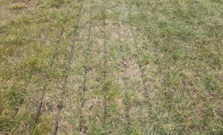 Foto 2.b.: Fout: na 1 week - mest is met gras meegegroeid. 