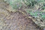 Na een fikse windvlaag ligt het gewas platgeslagen op de grond. Dit gebeurde twee weken voor de oogst.  het gewas aan de grond geslagen
