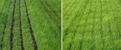 Bemesting op veengrond. Links onnauwkeurig werk: de meststroken zijn te breed en liggen op het gras, waardoor de mest het gras besmeurt en er veel emissie optreedt. Op de foto rechts ligt de mest onder het gras op de grond. Hierdoor blijft het gras schoon, is er minder contact met de lucht en zal de emissie laag zijn.