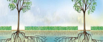 Effecten van agroforestry op de waterhuishouding en functionele agro biodiversiteit