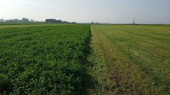 De jongste percelen hebben het de laatste tijd best redelijk goed gedaan, hier valt nog wel een wagen vol gras te halen voor stalvoeren. De jongste percelen hebben het de laatste tijd best redelijk goed gedaan, hier valt nog wel een wagen vol gras te halen voor stalvoeren.