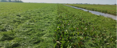 Links met spotsprayer behandeld, rechts geen behandeling.