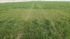 Grasland met klaver waarop Baltus wel bemest heeft. Grasland met klaver waarop Baltus wel bemest heeft.