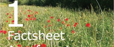 Factsheet Agroforestry