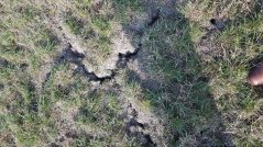 Echter het meeste gras is gemist door de droogte en dan doen de muizen de rest. Echter het meeste gras is gemist door de droogte en dan doen de muizen de rest.