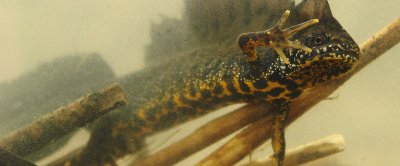 Kamsalamander (Triturus cristatus) - Foto: Fabrice Ottburg