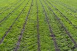 Demo-graslandbemesting-9.jpg
