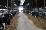 In de stal bij Buijs