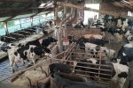 Overzichtsfoto van de stal van de familie Groeneveld