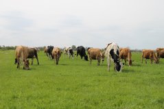 Op KTC Zegveld wordt dagelijks omweiden vergeleken met een vernieuwend stripgraas systeem Op KTC Zegveld wordt dagelijks omweiden vergeleken met een vernieuwend stripgraas systeem