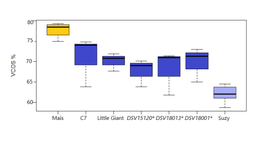 Figuur 3: Verteerbaarheid (VCOS met Tilley en Terry) van mais en sorghumrassen. Geel is mais, donkerblauw zijn de zetmeeltypen, lichtblauw is een structuurtype *Rassen in testfase. Figuur 3: Verteerbaarheid (VCOS met Tilley en Terry) van mais en sorghumrassen. Geel is mais, donkerblauw zijn de zetmeeltypen, lichtblauw is een structuurtype *Rassen in testfase.