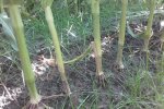 Op 25 augustus 2015 is het gras onwikkeld.
