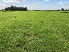 De Vries realiseert al jaren bovengemiddelde grasopbrengsten met percelen met een oud grasbestand. De Vries realiseert al jaren bovengemiddelde grasopbrengsten met percelen met een oud grasbestand.