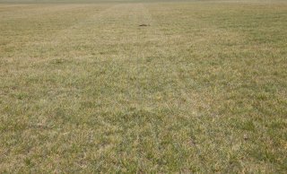 Foto 2.d.: Goed: schoon gras. 