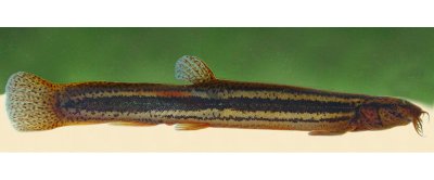 Grote modderkruiper (Misgurnus fossilis) - Foto: Fabrice Ottburg