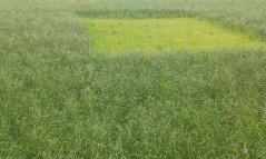 Baltus nul-veld tweede snede Baltus nul-veld tweede snede