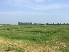 Veldproef waarin het effect van verschillende voorbeweidings- en maaistrategiën op grasopbrengst en kwaliteit worden vergeleken Veldproef waarin het effect van verschillende voorbeweidings- en maaistrategiën op grasopbrengst en kwaliteit worden vergeleken
