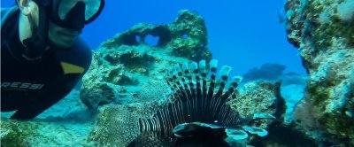 Davide Bottacini observeert koraalduivels en visdiversiteit rondom Cyprus 