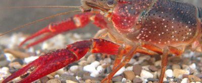 Rode Amerikaanse rivierkreeft (Procambarus clarkii) - Foto: Fabrice Ottburg