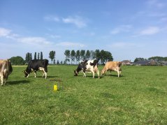 De hoeveelheid en soorten insecten zijn gemeten met behulp van plak- en potvallen. De hoeveelheid en soorten insecten zijn gemeten met behulp van plak- en potvallen.