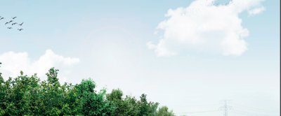 Agroforestry in het Zeeuwse landschap