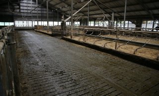 De melkkoeien lopen gemiddeld 200 tot 220 dagen buiten.