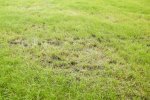 Er staat water staat tussen het gras en de groene kleur van het gras is ondertussen verdwenen.