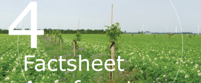 Agroforestry, wat levert het financieel op?