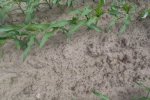 De mais is gezaaid op 29 april. De grondsoort is een hoge zwarte enkeerdgrond (lemig fijn zand). 