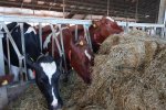 De dieren krijgen op stal een grasrijk rantsoen voorgeschoteld.