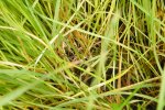 Het gras stinkt en de zode verstikt wat leidt tot schimmelsvorming in het gras.