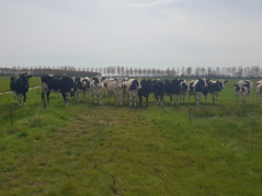 Grasperceel in West Nederland, waarop de koeien al vroeg buiten liepen. Grasperceel in West Nederland, waarop de koeien al vroeg buiten liepen.
