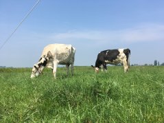 Het gras rond een mestbos wordt niet benut door grazende koeien, maar biedt mogelijk wel een schuilplek voor weidevogels Het gras rond een mestbos wordt niet benut door grazende koeien, maar biedt mogelijk wel een schuilplek voor weidevogels