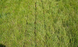 Foto 1.c. Goed: Netjes bemest