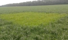 Baltus nul-veld eerste snede Baltus nul-veld eerste snede