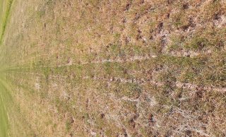 Foto 2.c.: Na 1 week - gras onder mest is dood