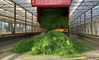 Naast weidegang krijgen de koeien ook nog vers gras op stal.