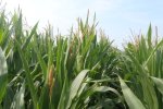 Een hoge enkeerdgrond mag dan wel om z’n kwalitatieve bodem eigenschappen als een betere zandgrond beschouwd worden.  Wanneer de droogte parten begint te spelen  begint ook hier de roep om water. Te meer omdat perceel volop in de bloei begint te geraken.