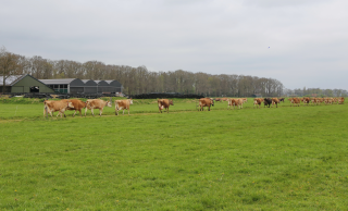 koeienoegema-blijvendgrasland.png
