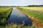 Ondanks voldoende water valt het niet mee om dit altijd tijdig bij de grasplant te krijgen.
