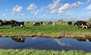 De Vries past optimaal weidegang toe en zit dit jaar al op ruim 200 dagen
