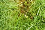 Zelfs de paddenstoelen groeien inmiddels op het gras in deze zware snede.