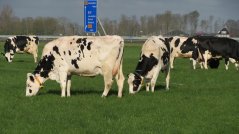 Wat kunnen we leren van de relaties tussen koegedrag – grasopname – grasaanbod? Wat kunnen we leren van de relaties tussen koegedrag – grasopname – grasaanbod?
