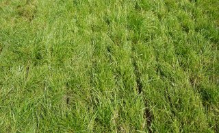Foto 2.d.: Goed: schoon gras