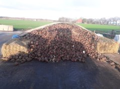 Voederbieten op het erf van Frank Post