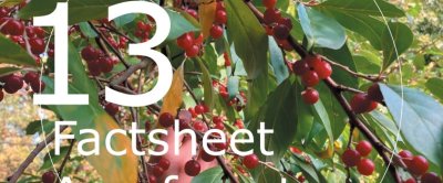 Factsheet Agroforestry 13