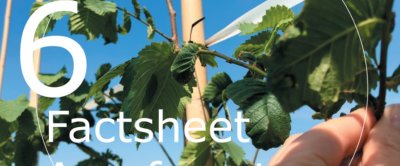 Agroforestry en mycorrhizele schimmels, hoe werkt het en wat zijn de voordelen?