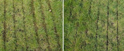 Bemesting op zandgrond. Links besmeurt de mest het gras wat de kwaliteit van het gras negatief beïnvloedt en meer emissie geeft. Rechts zijn de sleuven diep genoeg ingesneden en zit de mest netjes in de grond.